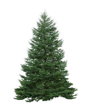 Single pine tree isolated on white backgroundの写真素材