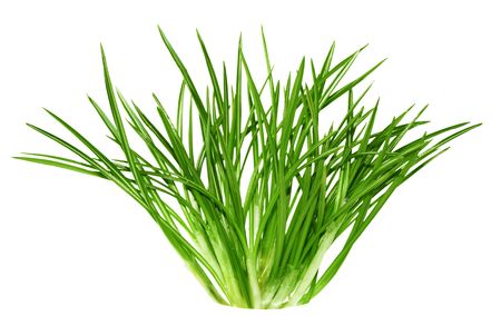 Fresh green crocus leaves isolated on white background