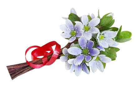Blue and white Hepatica Nobilis bouquet with red ribbonの写真素材