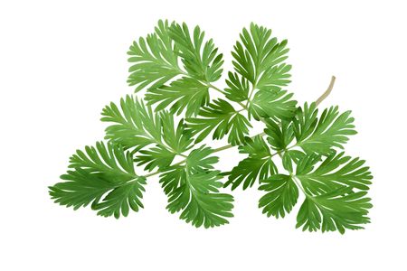  Squirrel Corn Dicentra canadensis Leaf isolated on whiteの写真素材