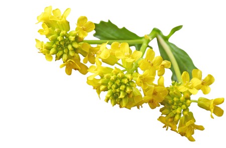 Common Winter Cress (Yellow Rocket) Barbarea vulgaris Mustard (Brassicaceae) wildflowersの写真素材