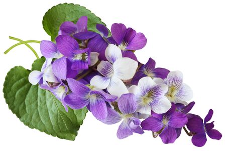 Bundle of blue, white, and purple wild violet flowers
