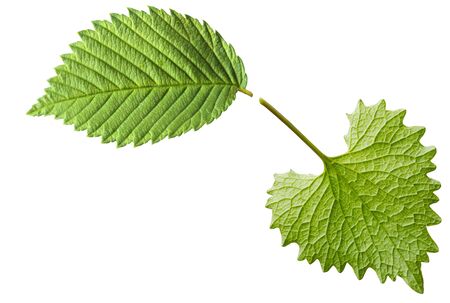 Garlic mustard and mint leaves isolated on white