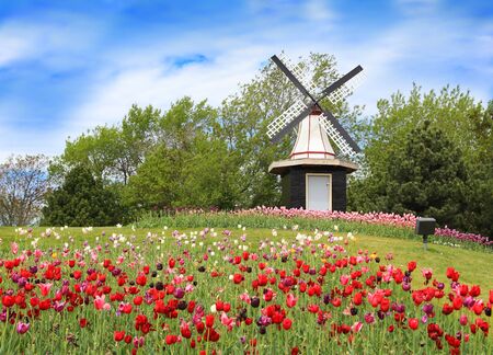 Windmill on the hill with tulip flower in the early summerの写真素材