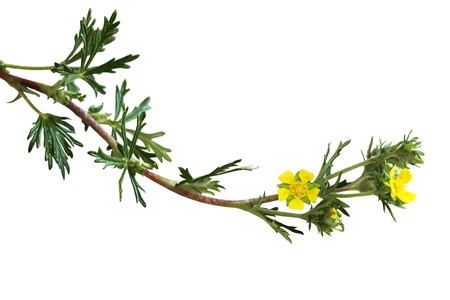 Yellow Silvery Cinquefoil, Potentilla argentea wild flower