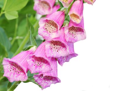 Pink foxglove flower isolated on white backgroundの写真素材