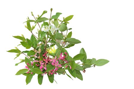 Small cherry flowers in two colors isolated on whiteの写真素材