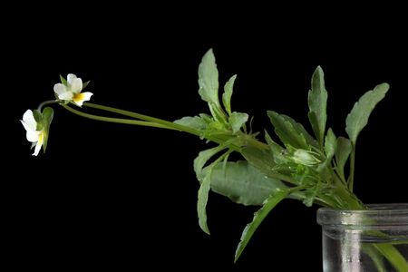 European Field Pansy viola arvensis flower isolated on blackの写真素材