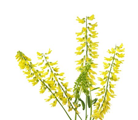 Melilotus officinalis (Melilotus alba) Yellow Sweet Clover Sprigsの写真素材