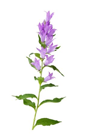 Fresh blue bell flowers isolated on white backgroundの写真素材