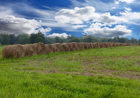 Row of hay bales on the field 