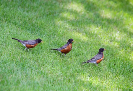 Three American robins standing in a row on the yardの写真素材
