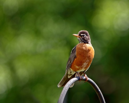 Single male American robin standing on the plant hanger postの写真素材