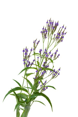 Blue Vervain (Swamp Verbena) Verbena hastata wild flowerの写真素材