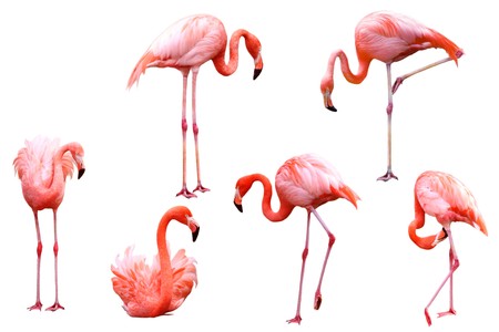 Set of red flamingo birds isolated on white backgroundの写真素材