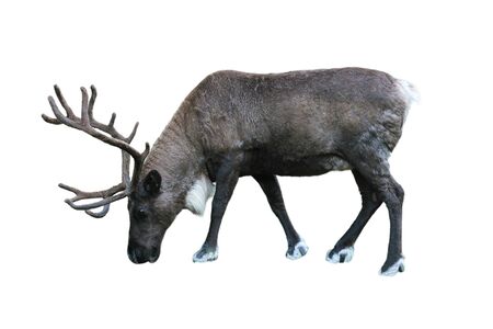 single bull caribou isolated on white backgroundの写真素材