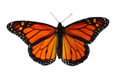 Single monarch butterfly isolated on white backgroundの写真素材