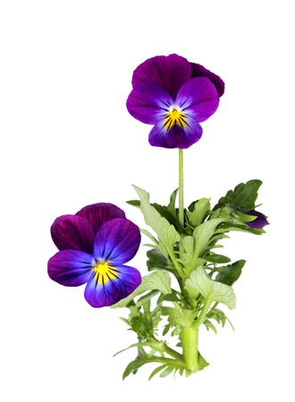 Purple pansy flower plant isolated on whiteの写真素材