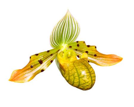 Paphiopedilum braemii orchid flower isolated on whiteの写真素材