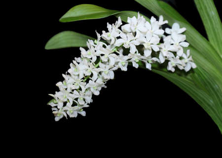Rhynchostylis gigantea Alba orchid isolated over blackの写真素材