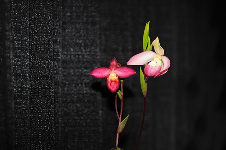Phragmipedium Sherman's March Orchidの写真素材