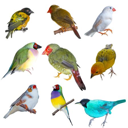 Set of small birds isolated on white back groundの写真素材