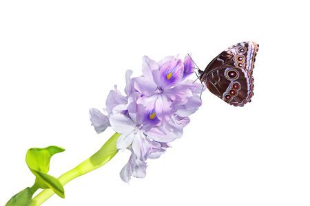 Water Hyacinth Flower in the pondの写真素材
