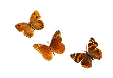 Three dried butterflies isolated on whiteの写真素材