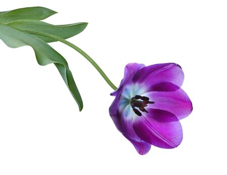 Blooming purple tulip isolated on white backgroundの写真素材