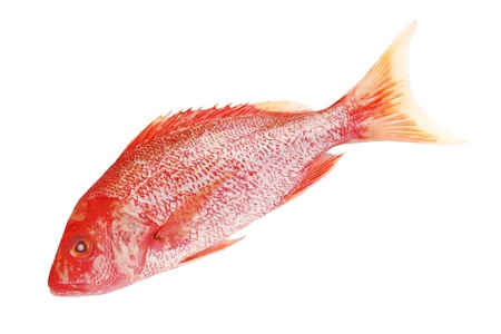 Raw Red snapper isolated on white backgroundの写真素材