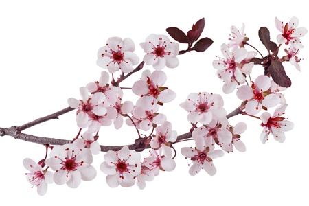 Purple leaf sand cherry prunus cistene branchの写真素材
