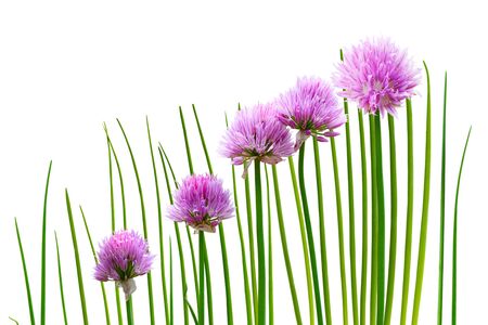 Chives plant with flowers isolated on whiteの写真素材