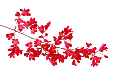 Heuchera sanguinea coral  Red bell Flower isolated on whiteの写真素材