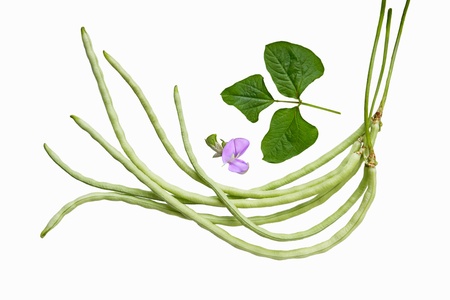 Vigna sesquipedalis Fruwirth Vigna sinensis  Dolichos sesquipedalis long stick beans, leaves and flowersの写真素材