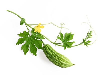 Balsam Pear bitter melon on the vineの写真素材