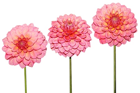 Three salmon color Dahlia flowers in a rowの写真素材