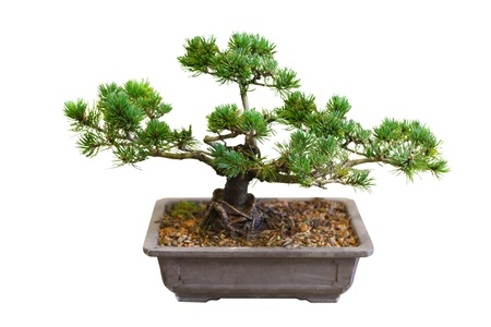 Mugo Pine Bonsai Tree isolated on whiteの写真素材