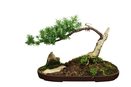 Bonsai Ficus tree isolated on white backgroundの写真素材