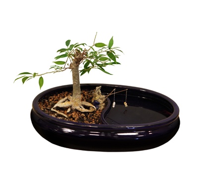Ficus bonsai tree isolated on white backgroundの写真素材