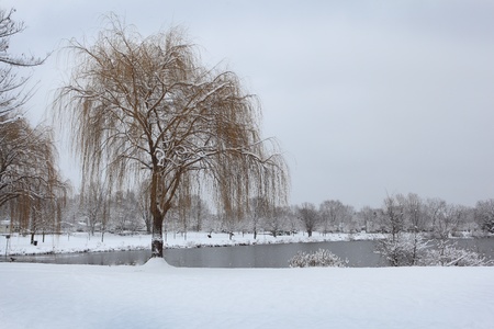 Willow tree in the park by the lake, winter timeの写真素材