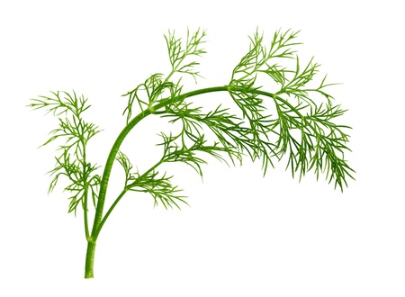 Fresh fennel leaf isolated on white backgroundの写真素材