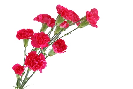 Red Carnation Dianthus caryophyllus flowers isolated on whiteの写真素材