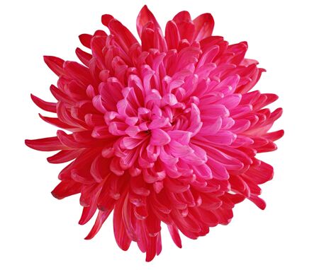 Single fresh red pink chrysanthemum flowerの写真素材