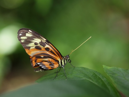 Tiger Longwing  heliconius ismenius Butterflyの写真素材