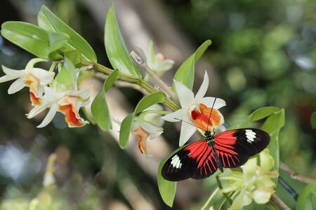 Small postman butterfly on orchid flowerの写真素材