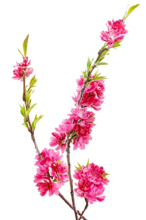 Peach blossom flower isolated on white backgroundの写真素材