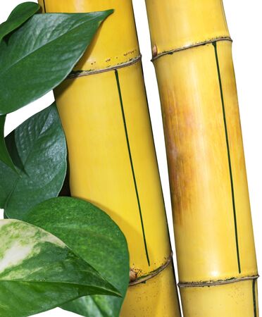 Yellow bamboo and green pothos isolated on whiteの写真素材