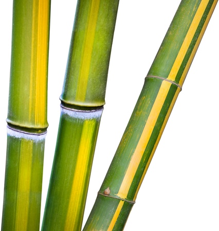 Three yellow and green bamboo isolated on whiteの写真素材