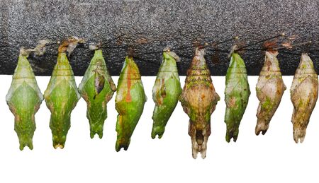 Set of  papilio memnon great mormon chrysalis pupa cocoon の写真素材