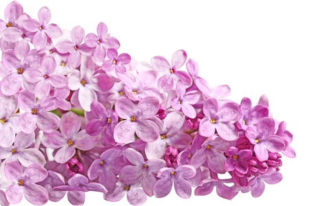 Lilac blossom spring summer flower isolated on whiteの写真素材